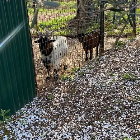 Monte Da Caldeirinha * ルース・デ・タビラ